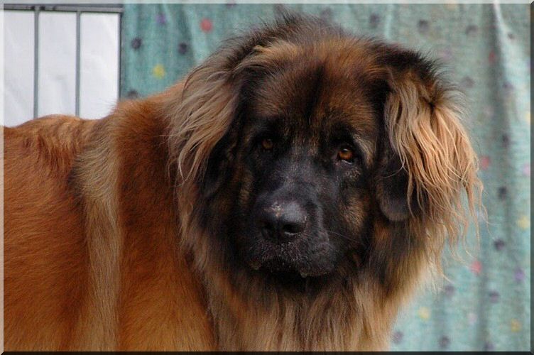 leonberger 005.jpg